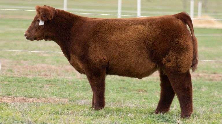 TAG 4 STEER