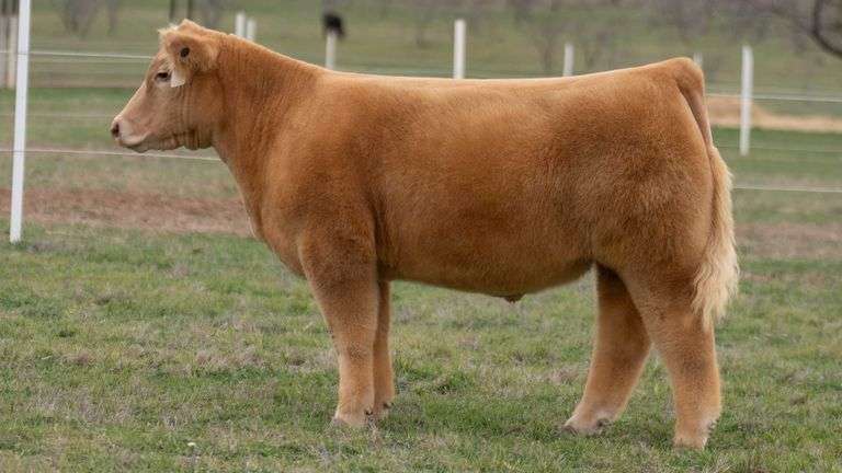 TAG 8 STEER