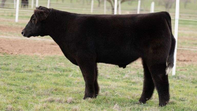 TAG 11 STEER