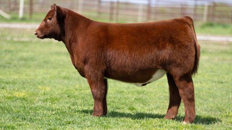 TAG 811 STEER