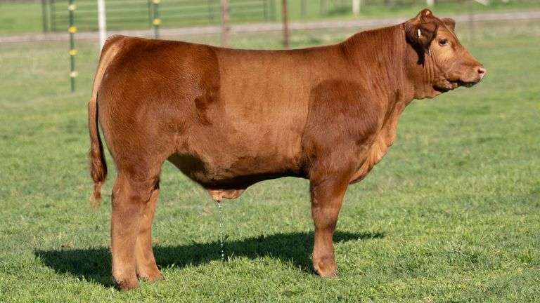 TAG B401 STEER