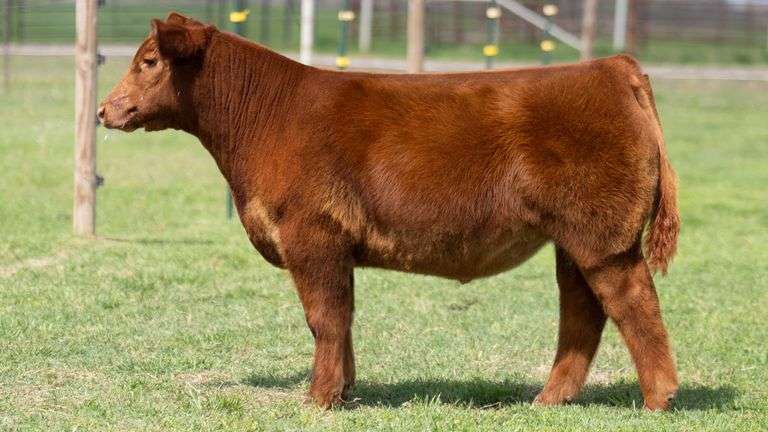TAG 6203 STEER