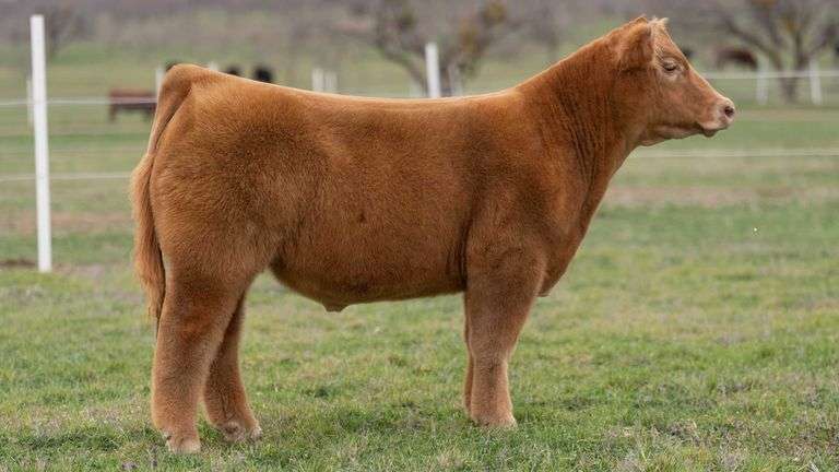 TAG 6 STEER