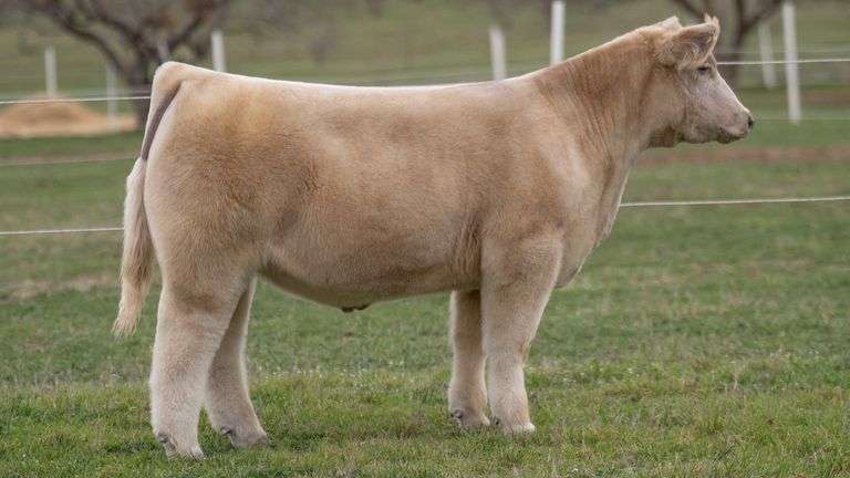 TAG 3 STEER
