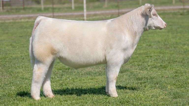 TAG 2216 STEER