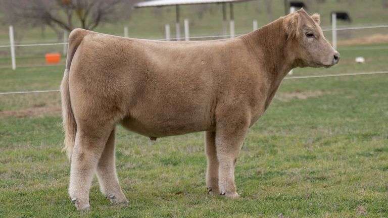 TAG 9 STEER