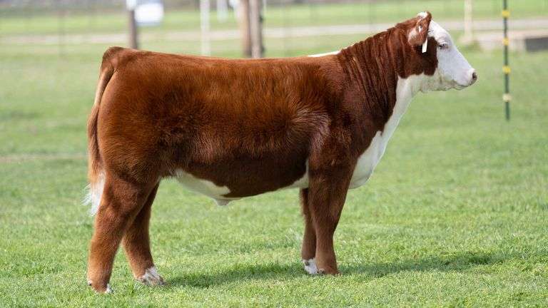 TAG 1803 STEER