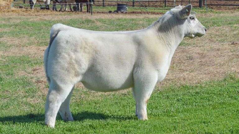 TAG 1395 STEER