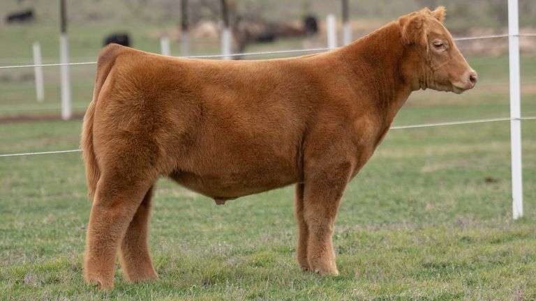 TAG 7 STEER
