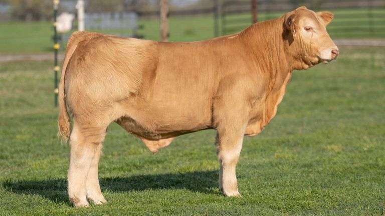 TAG B5 STEER