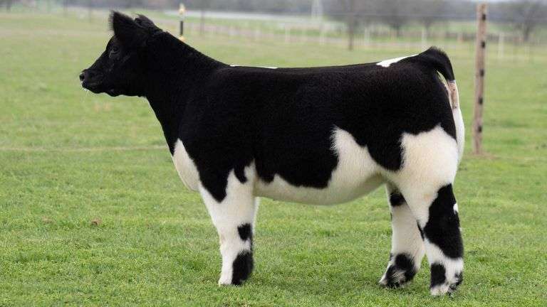 TAG 206 HEIFER