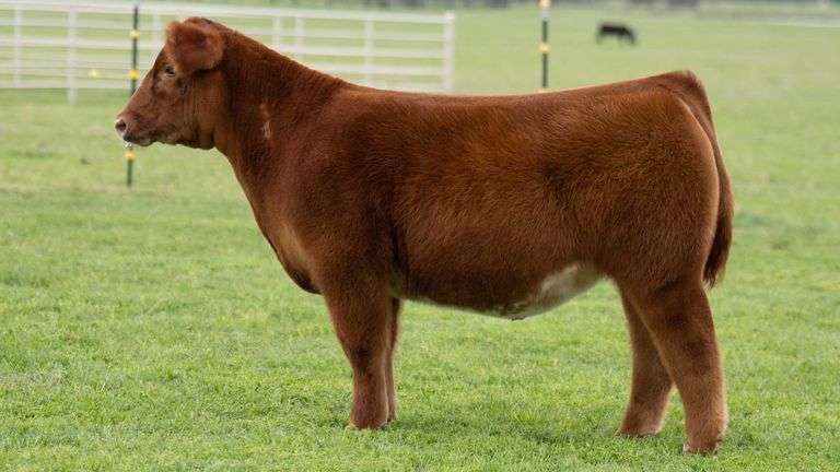 TAG 458 STEER