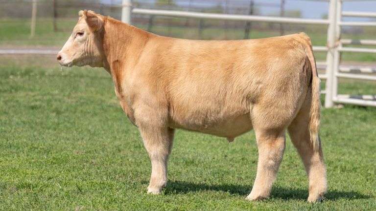 TAG R64 STEER