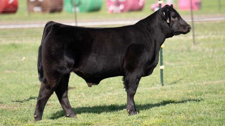 TAG 823 STEER