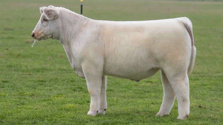 TAG R66 STEER