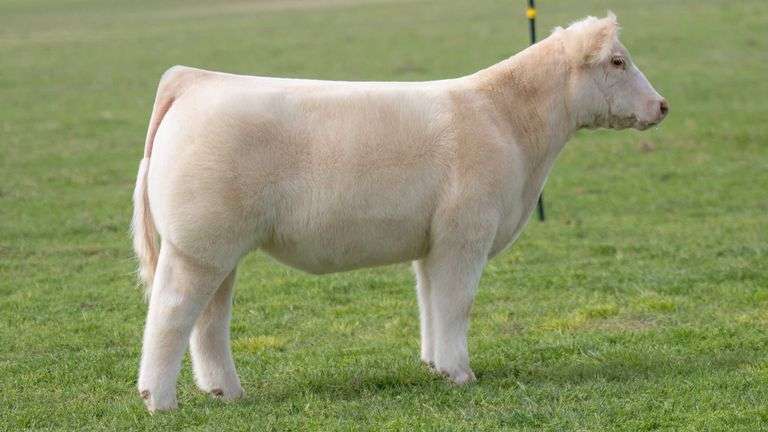 TAG 527 STEER