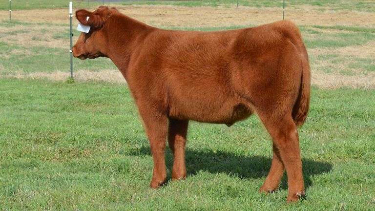 TAG 1392 STEER