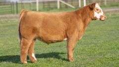 TAG 529 STEER