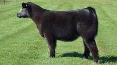 TAG 1394 STEER