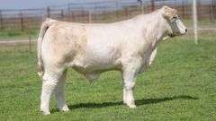 TAG R6 STEER