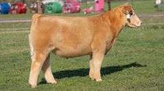 TAG D40 STEER