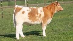 TAG 539 STEER