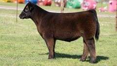 TAG 999 STEER