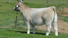 TAG DMN X AMY HRF HEIFER