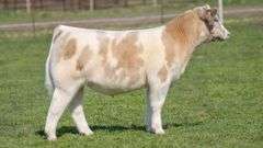 TAG R49 STEER