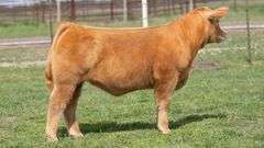 TAG B1 HEIFER