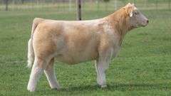 TAG 9750 STEER