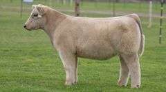 TAG 44 STEER
