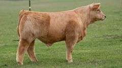 TAG 882 STEER