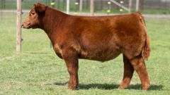 TAG 6203 STEER