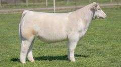 TAG 2216 STEER