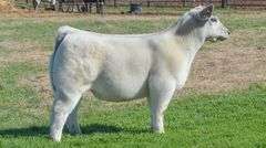 TAG 1395 STEER
