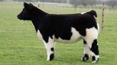 TAG 206 HEIFER