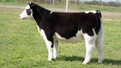 TAG B230 HEIFER