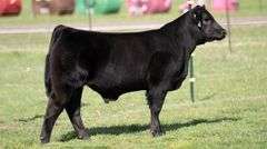 TAG 823 STEER