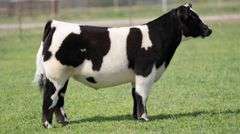 TAG 511 STEER