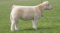TAG 527 STEER