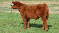 TAG 1392 STEER