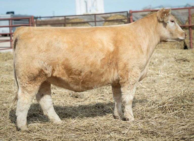 MIMMS 1003 COW