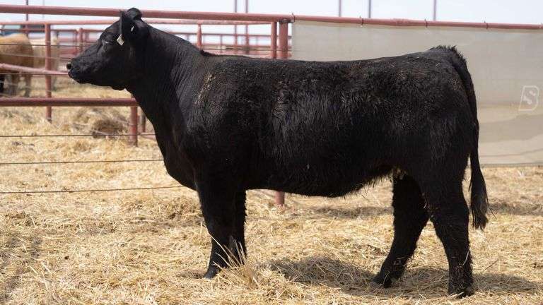 THORNE 18 COW