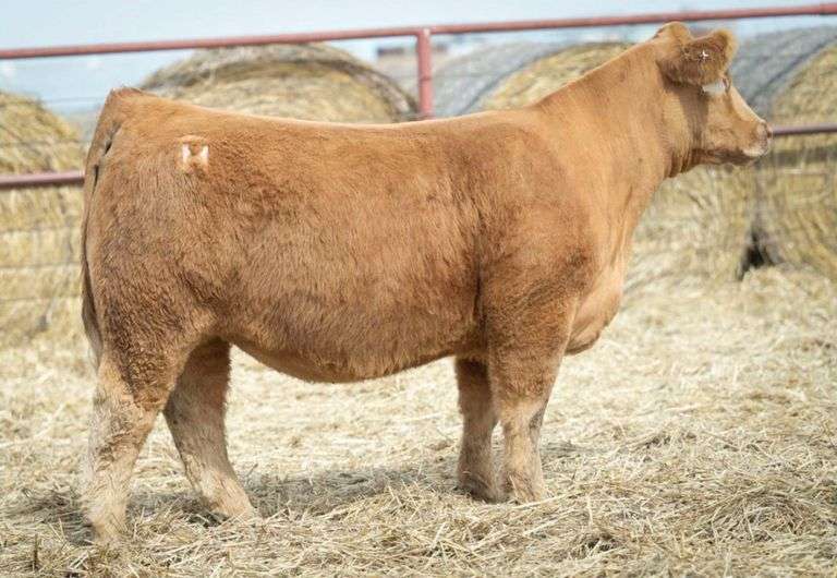 HALE 213 BRED HEIFER