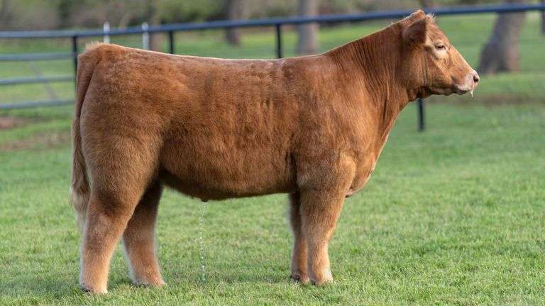 TAG 114 STEER