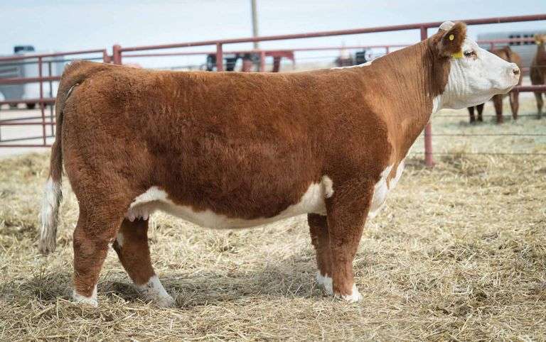 HALE 503 COW