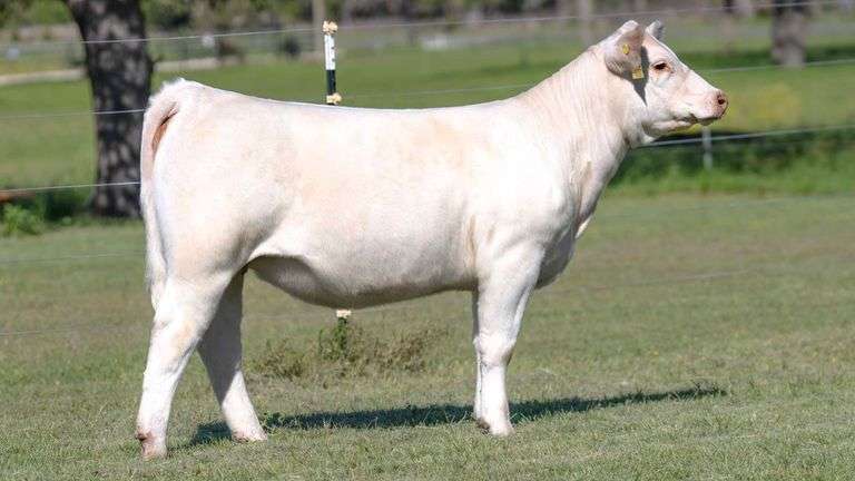 TAG 3725 HEIFER