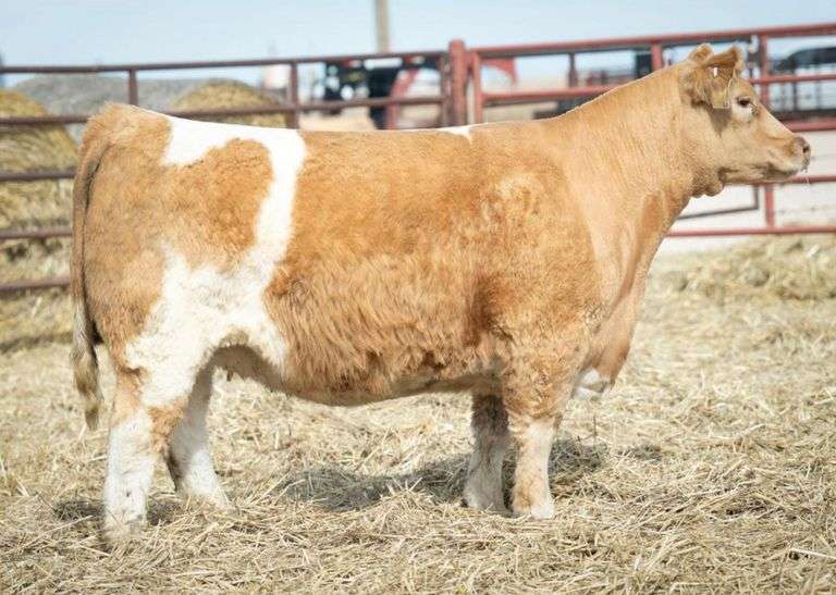 MIMMS 102 COW