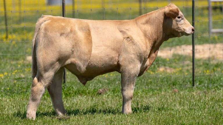 TAG 195 STEER
